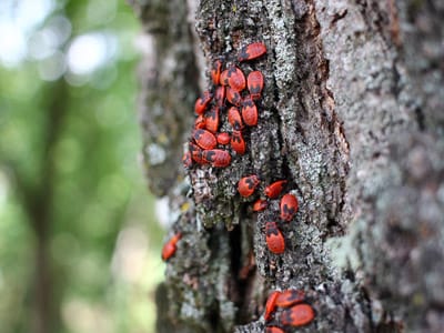 3-Ways-to-Make-Sure-Pests-Dont-Enter-Through-Your-HVAC-400x300-1