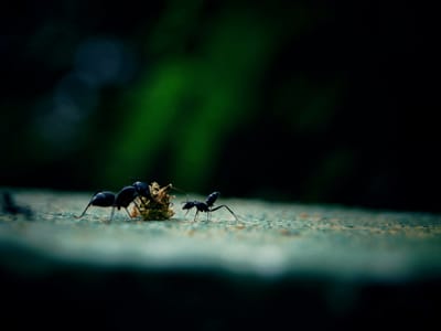 7-Types-of-Bugs-You-Can-Find-in-Your-HVAC-lowes-airduct-cleaning-services