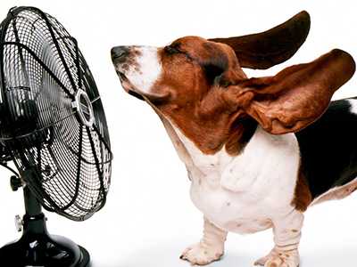 AC-and-dog