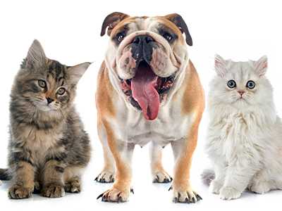 Air-Conditioning-for-Dogs-and-Cats