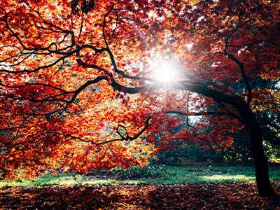 Autumn-Walk-Through-Boston-1