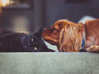 Can-Air-Conditioning-Make-Pets-Sick