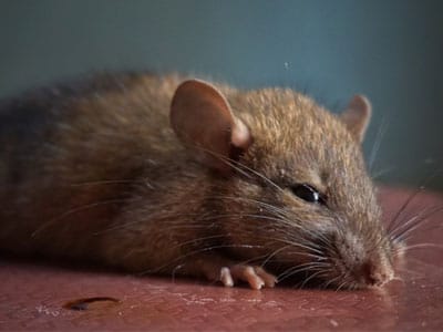 Can-I-clean-air-ducts-myself-400x300-1