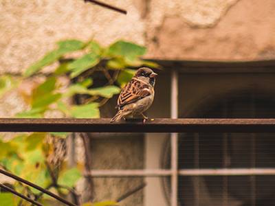 Dryer-Vent-Bird-Cover-Installation
