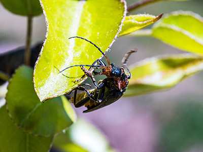 Get-Rid-of-Bugs-From-Your-HVAC1