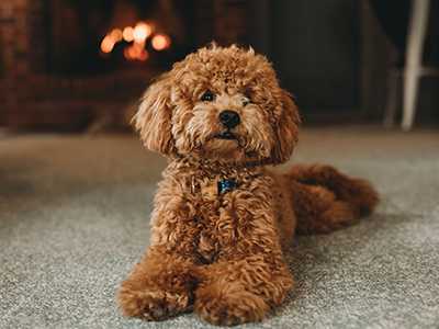 HVAC-And-Shedding-Dogs