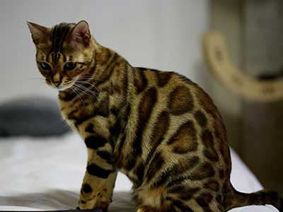 HVAC-Friendly-Cat-Breeds