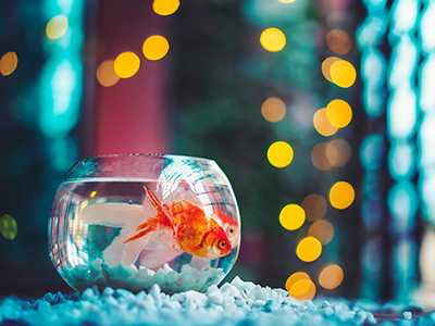 HVAC-and-a-Goldfish-HVAC-cleaninig-services