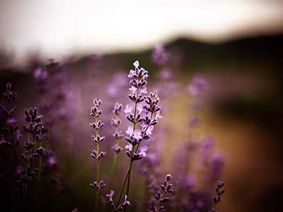 HVAC-aromatherapy-HVAC-cleaning-services