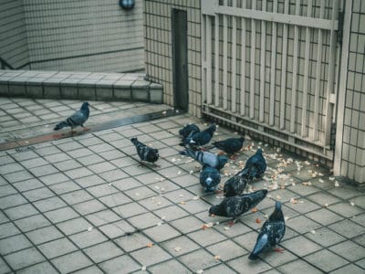 How-do-I-keep-birds-from-coming-into-my-dryer-vent-400x300-1