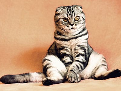 How-to-Deal-With-Cat-Dander-hvac-400x300-1