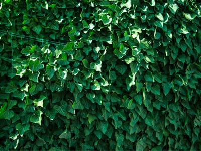 How-to-Hide-That-Big-Air-Conditioner-in-Your-Yard400x300