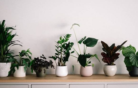 Is-AC-Killing-your-plants-featured-image-580x370