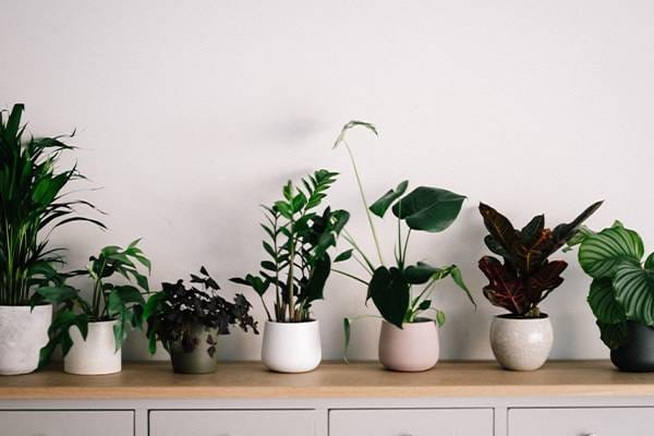 Is-AC-Killing-your-plants-featured-image