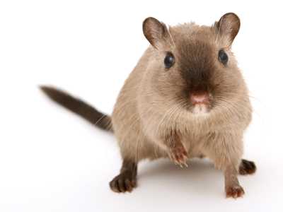 Nightmare-HVAC-situation-lowes-air-duct-cleaning-service