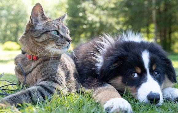 Pets-Impact-on-the-HVAC-System-580x370