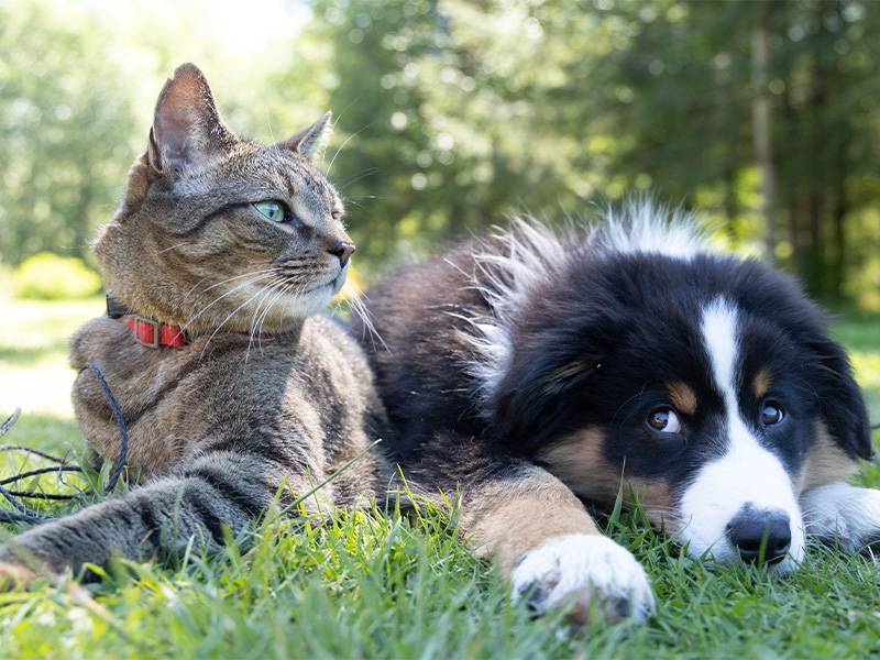 Pets-Impact-on-the-HVAC-System