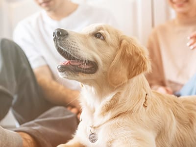 Pets-and-HVAC-efficiency