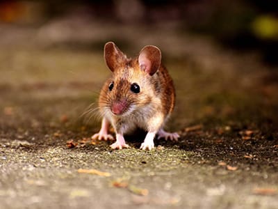 Rodents-In-Your-Ductwork