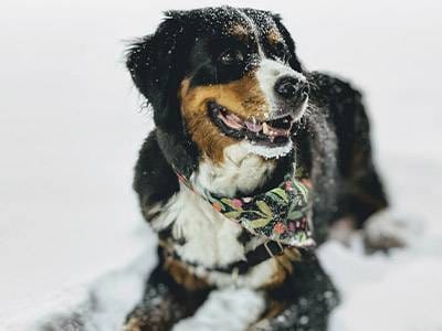 Safety-Tips-for-Pets-Winter-Edition-featured-image