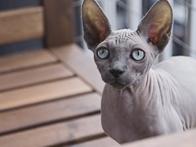 Say-No-to-a-Pet-Dander-Instead-to-Pets-HVAC-cleaning-vent-cleaning