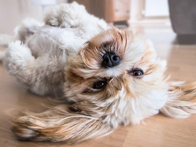 Should-You-Leave-The-Air-Conditioner-On-For-Your-Pet-400x300-1