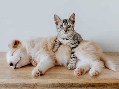 Tips-for-Pet-Owners-hvac