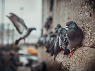 Why-Are-Birds-Dangerous-for-HVAC-System-lowes-air-duct-cleaning-service