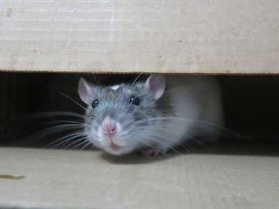 Why-Can-You-Find-Animals-in-Your-Ducts-During-Winter-HVAC