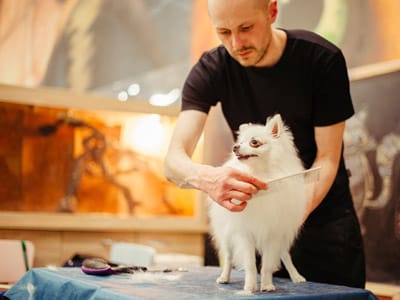 Your-HVAC-Unit-and-Your-Pets-400x300-1