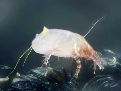 lowes-air-duct-cleaning-service-dust-mites