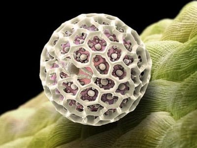 pollen-allergies-and-how-to-deal-with-them-lowesairduct